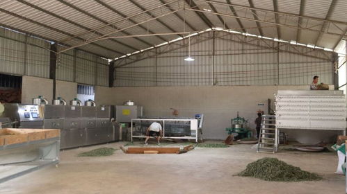 普义乡干塘村茶叶加工设备升级，助力茶产业提质增效