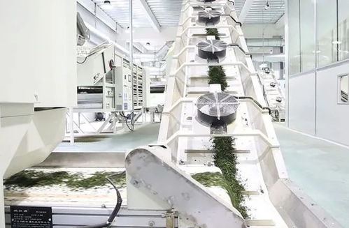 贵州省茶叶机械与茶叶加工的发展与前景