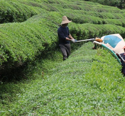 江西浮梁8万亩大宗茶迎来生产旺季 助力乡村振兴