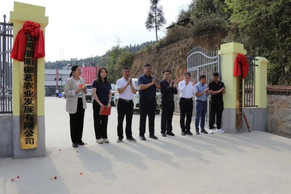 标准化引领新篇章 洛恩乡茶叶加工厂正式投产助力茶产业升级