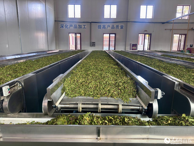 霜桑叶茶的匠心加工 传统技艺与现代健康的交融