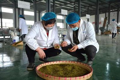 兴仁 春茶飘香季，茶园开采忙