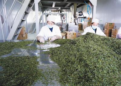 产学研融合，为茶叶加工“增色添香”