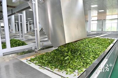 春满红土，茶香飘溢——湛江农垦三千亩春茶喜迎开采与加工