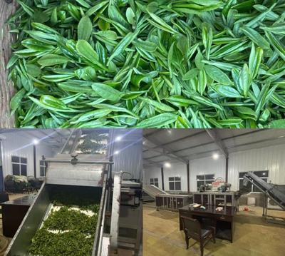 六安市舒城县庐镇林河村高山茶的“五道匠心”密码