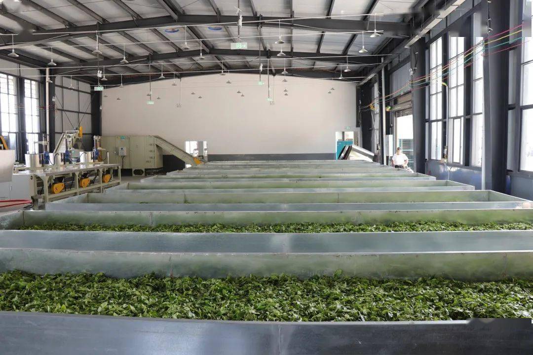 洛恩乡标准化茶叶加工厂正式投产使用 赋能产业升级，助推乡村振兴
